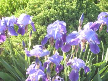 SANYO DIGITAL CAMERA